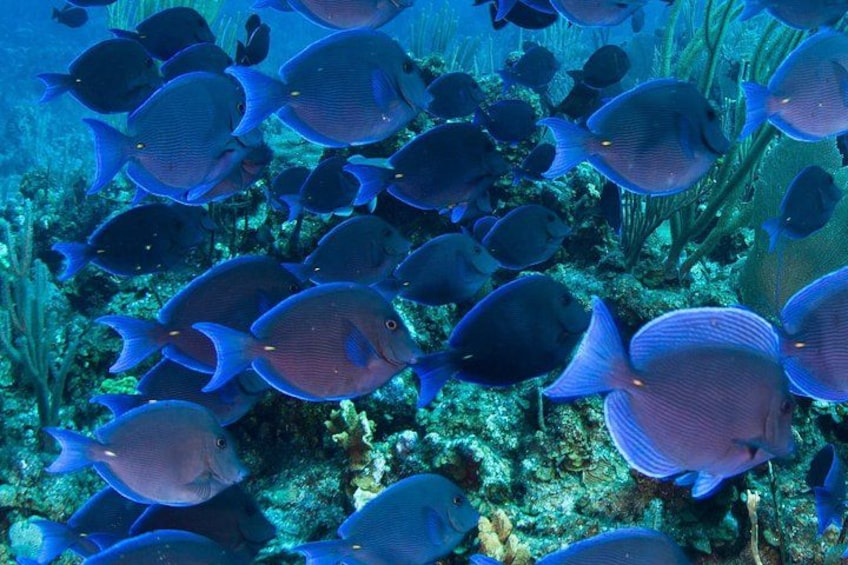 Observe marine life up close from the underwater viewing cabin 2