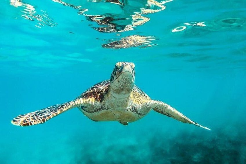 Barbados Catamaran Turtle and Shipwreck Snorkeling Cruise 1