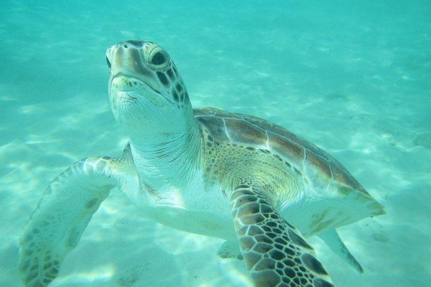 Barbados Catamaran Turtle and Shipwreck Snorkeling Cruise 2