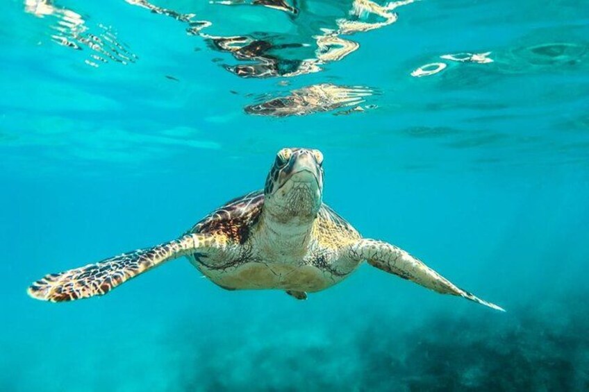 Barbados Catamaran Turtle and Shipwreck Snorkeling Cruise 1