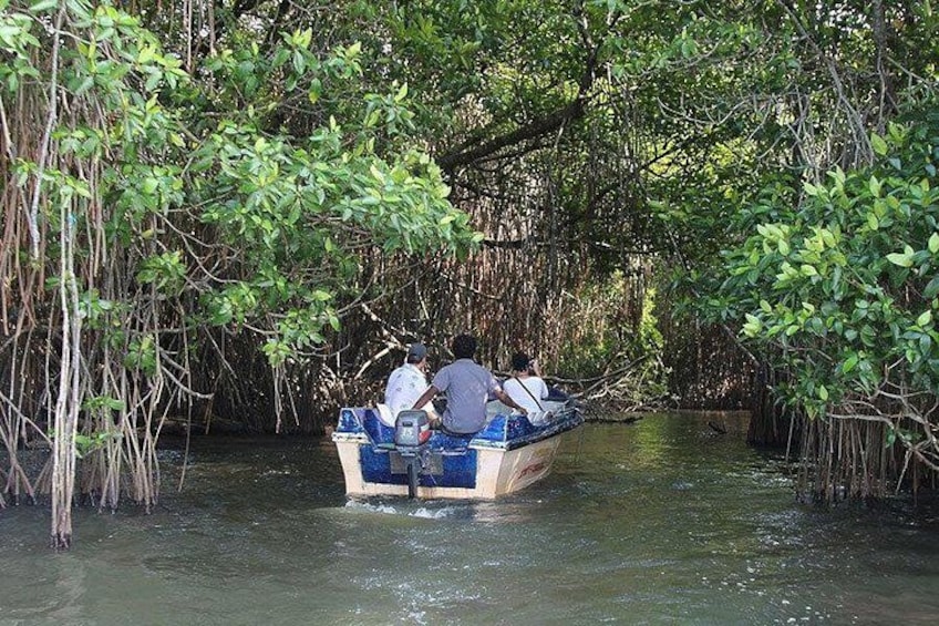 Bentota River Safari By BTM (Mangrove & Wildlife Encounter) 4