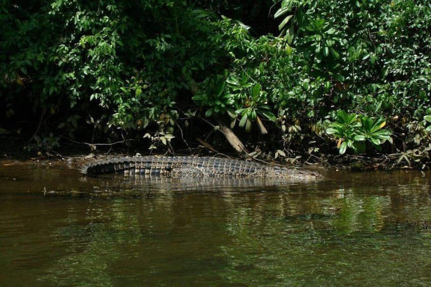 Bentota River Safari By BTM (Mangrove & Wildlife Encounter) 5