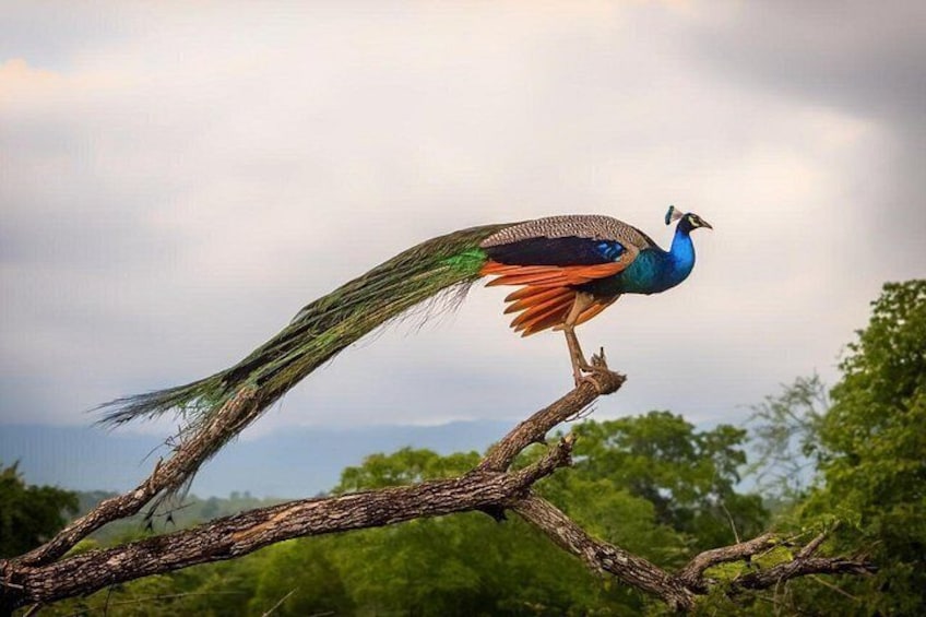 Udawalawe Safari Day Trip with Return Transport - All Inclusive 3