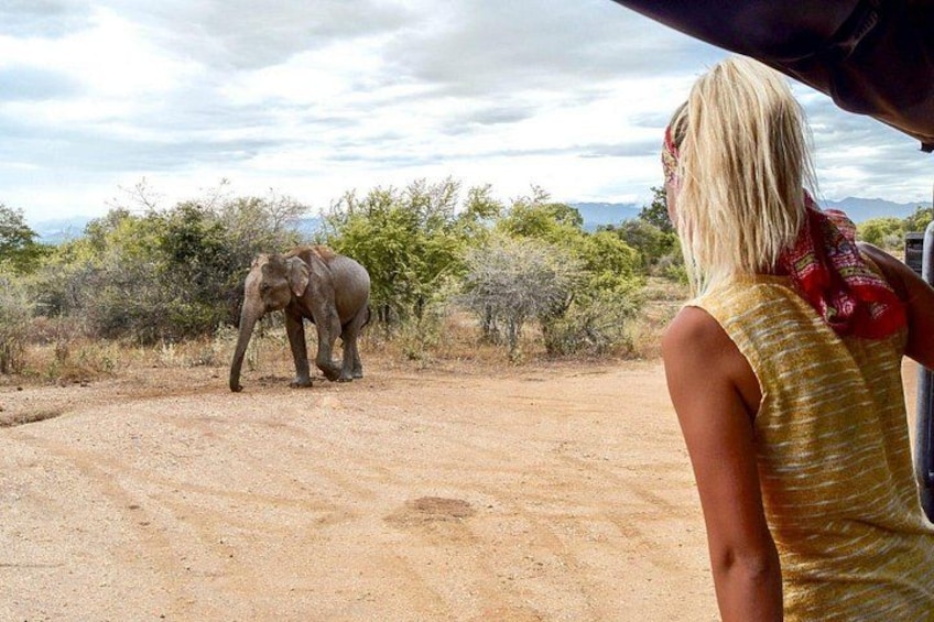 Udawalawe Safari Day Trip with Return Transport - All Inclusive 5