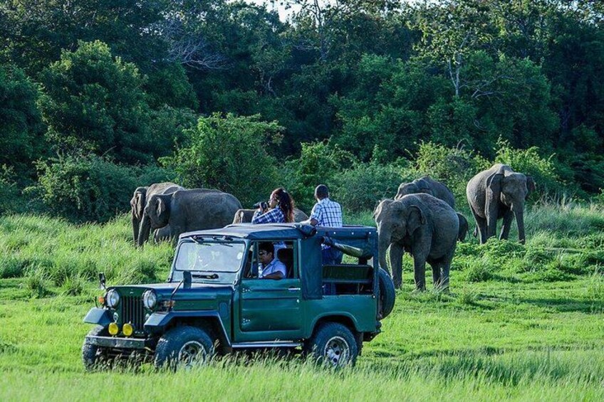 Un vehículo safari verde con pasajeros observando elefantes en un campo cubierto de hierba. 1