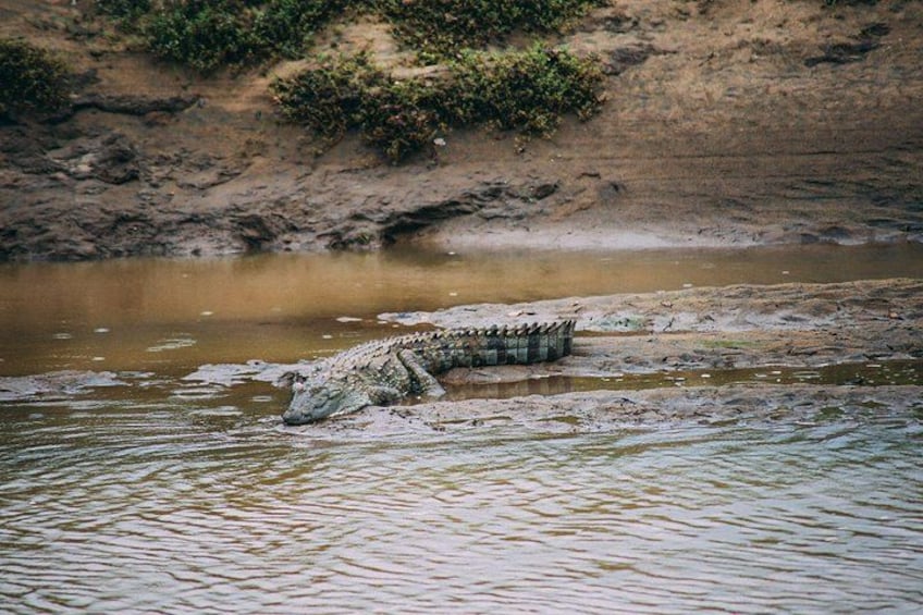 Udawalawe Safari Day Trip with Return Transport - All Inclusive 3