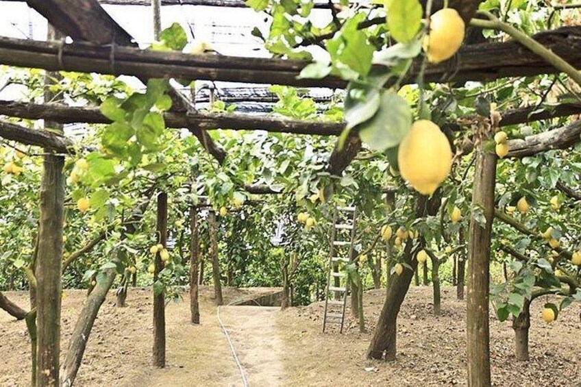 Sorrento Farm Experience Including Tastings and Pizza Making 1