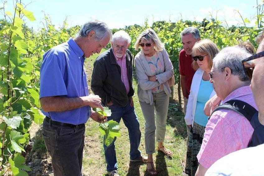 Sussex Vineyard & Winery Bus Tour on Iconic Vintage London Bus 3