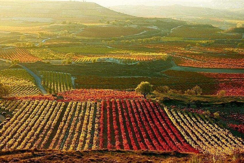 Rioja vineyards 1