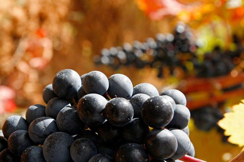 Rioja grapes 3