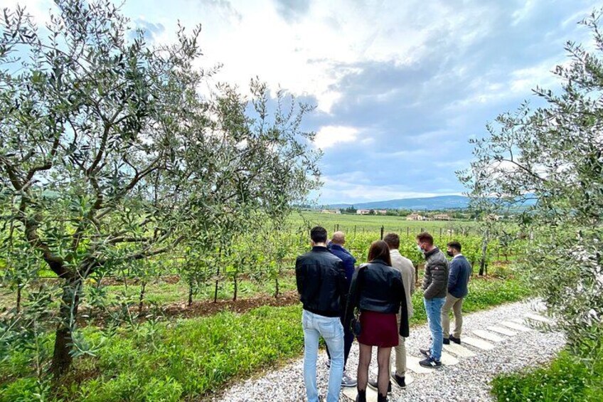 from Verona: Amarone wine tour: 2 wineries with lunch 2