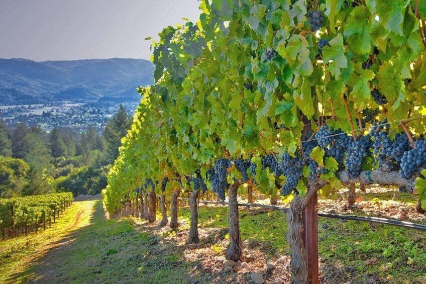 Private Lisbon Arrabida Wine Tour: Food & Wines, Mountain and Sea 3
