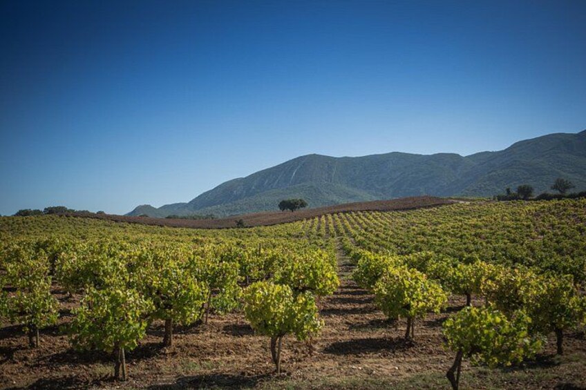 Arrábida vineyards 2
