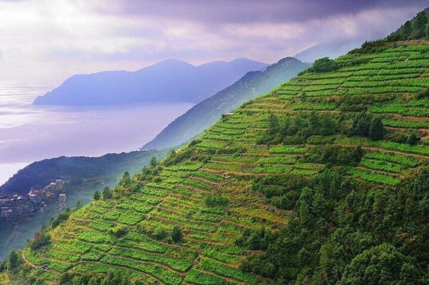 Terraced tea plantations, a valley, and distant mountains. 4