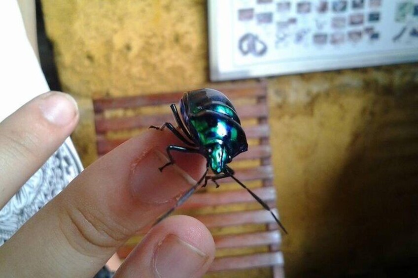 A hand holding a beetle. 4