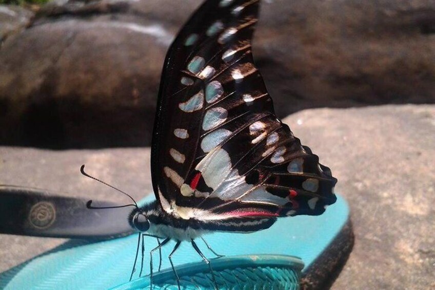 A butterfly resting on a blue surface with a rocky background. 2