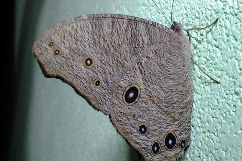 A butterfly with large eyespots on its wings, resting on a textured surface. 3
