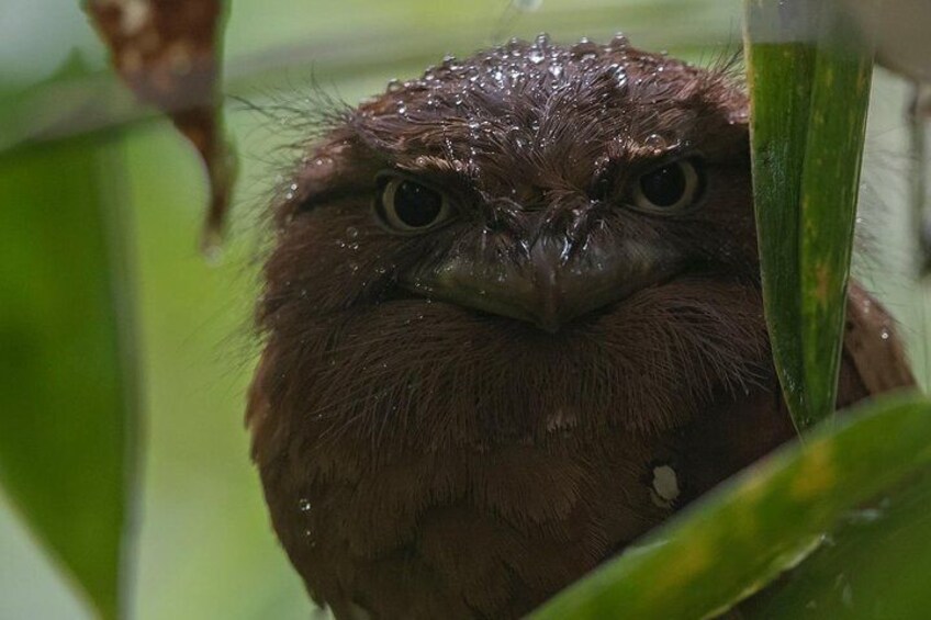 A close-up of a wet owl with large eyes, surrounded by green foliage. 1