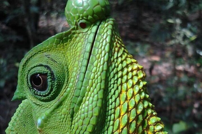 A close-up of a green lizard with textured skin and prominent scales. 5