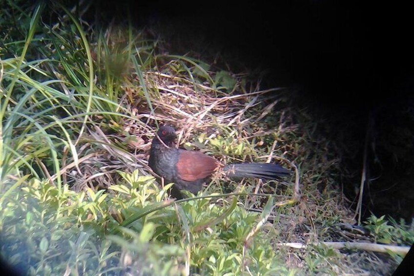 A bird on the ground surrounded by grass and leaves. 4