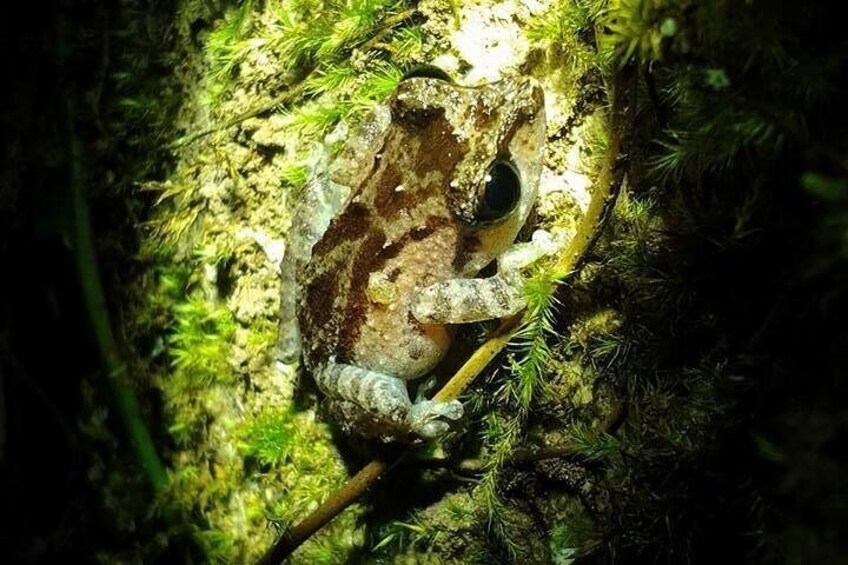 A frog in a mossy crevice. 2