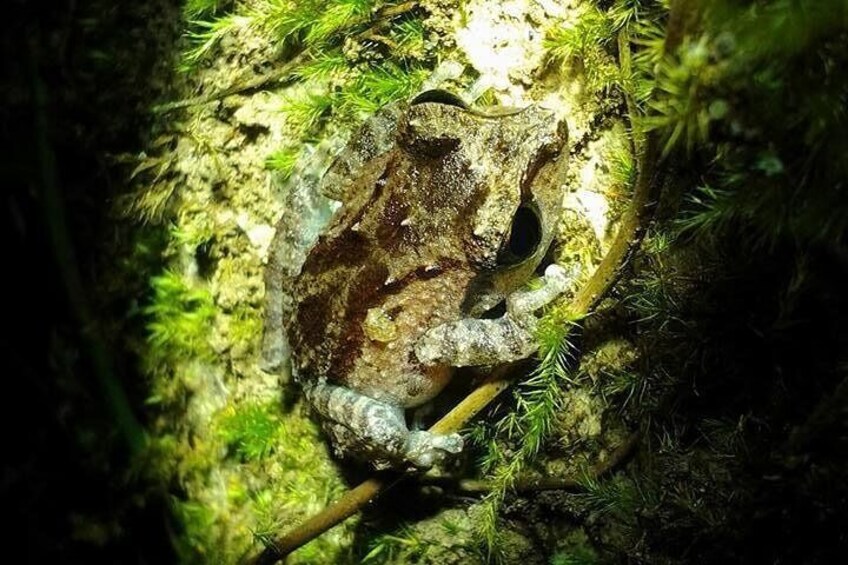 A frog camouflaged against a mossy rock surface. 3