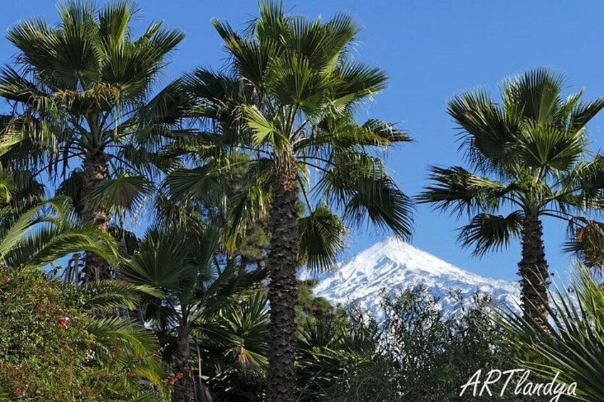 Une montagne aux sommets enneigés, des palmiers et un ciel d’un bleu limpide. 5