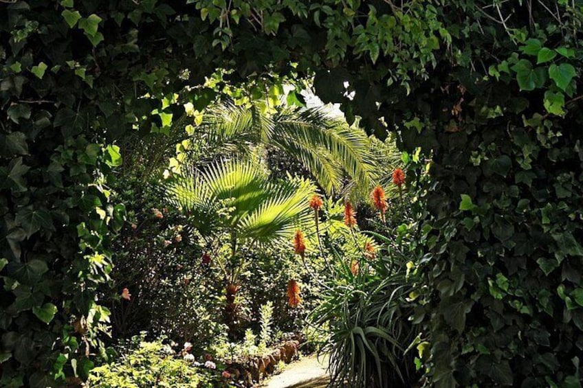 Een weelderige tuin met dichte begroeiing, een palmboom en oranje bloemen. 4