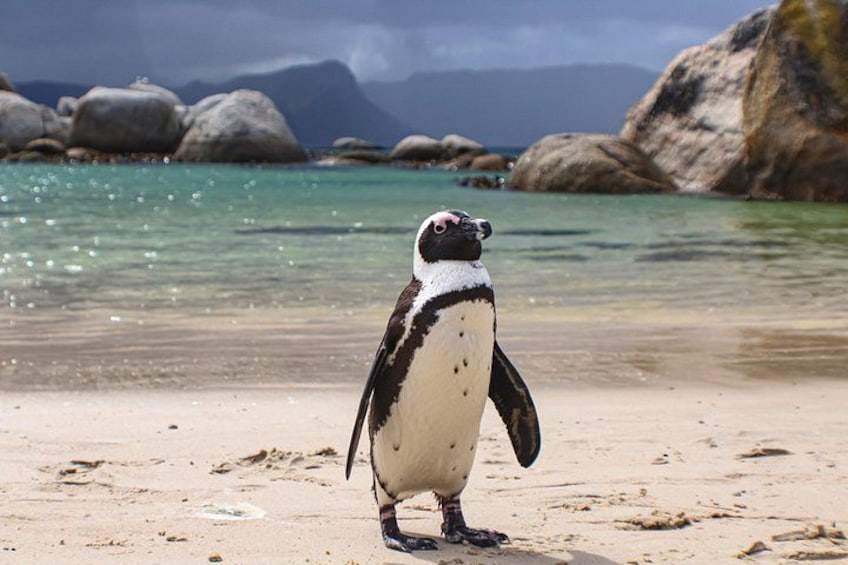 Penguin on Boulder's Beach 2