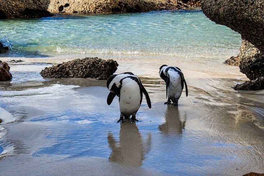 Cape Town Private Tour: Table Mountain, Cape Point & Penguins 2