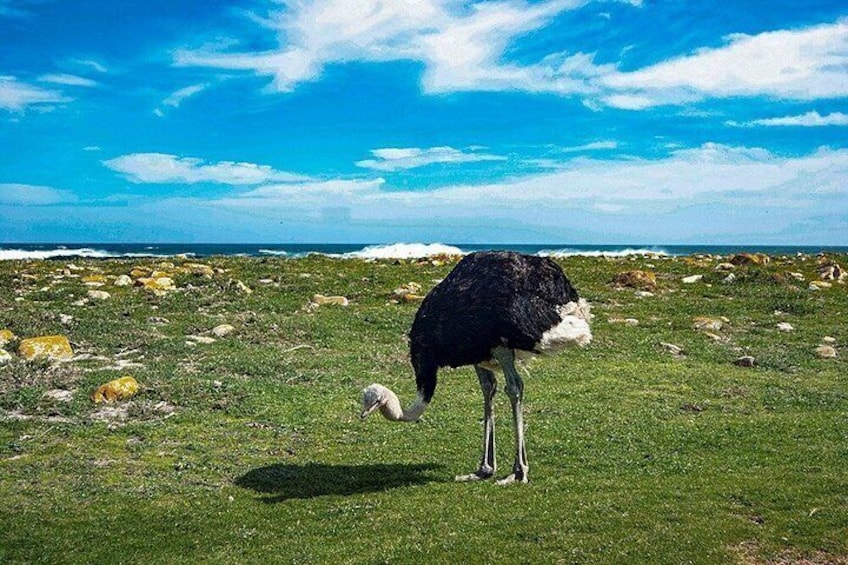 Cape Town Private Tour: Table Mountain, Cape Point & Penguins 2