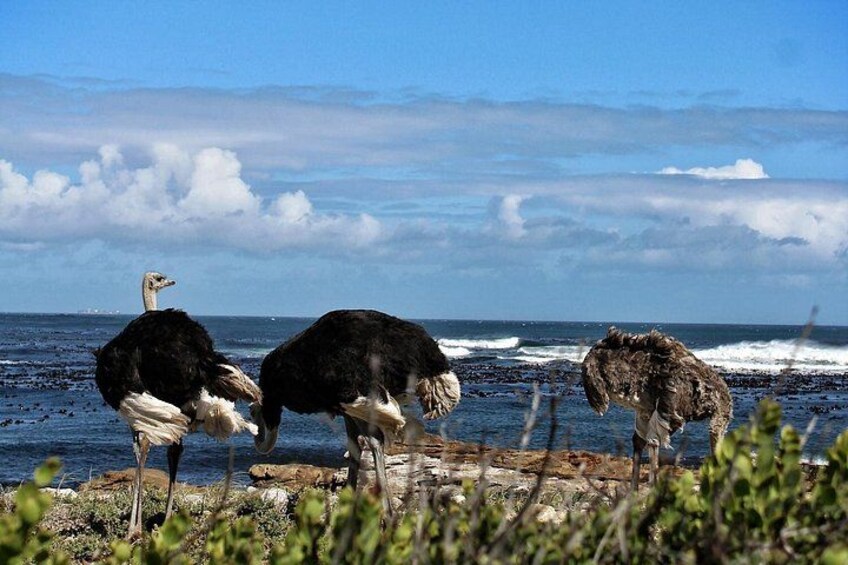 Ostriches at Cape of Good Hope 2