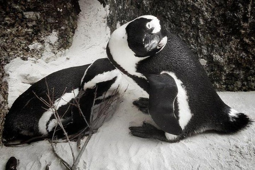 Penguin Colony 1 2