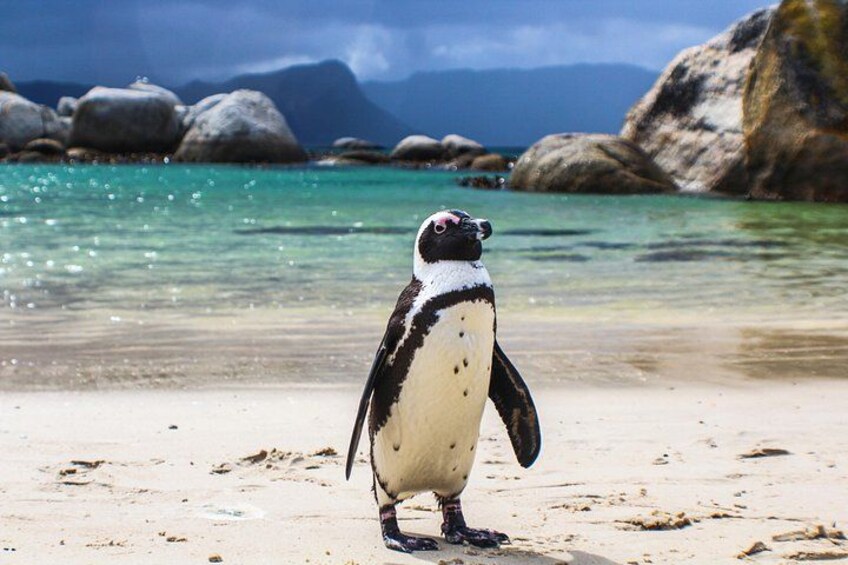 Boulders Beach 2