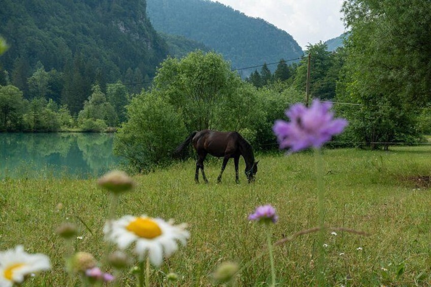 Horse at Chalk Lake in Triglav National Park 2