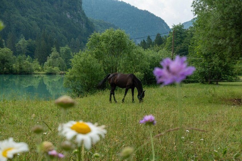 Horse at Chalk Lake in Triglav National Park 2