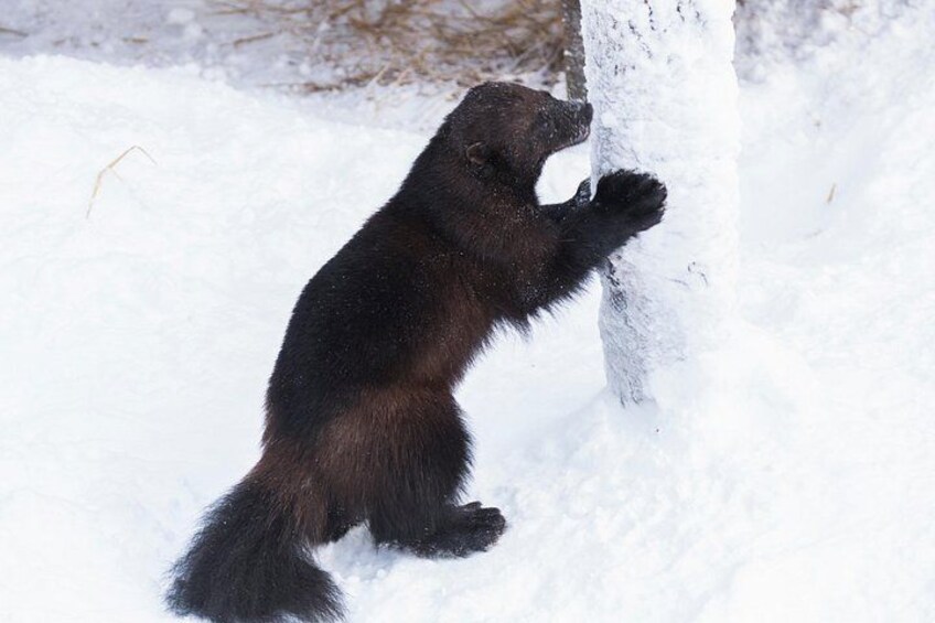 Wolverine 3