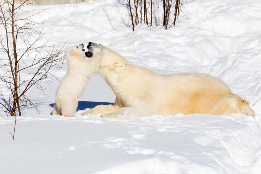 Arctic Zoo 1