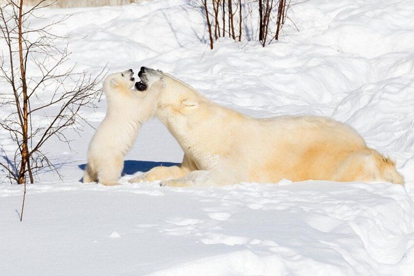 Arctic Zoo 1