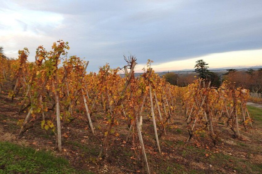 Northern Rhône Valley From Lyon Full day 3