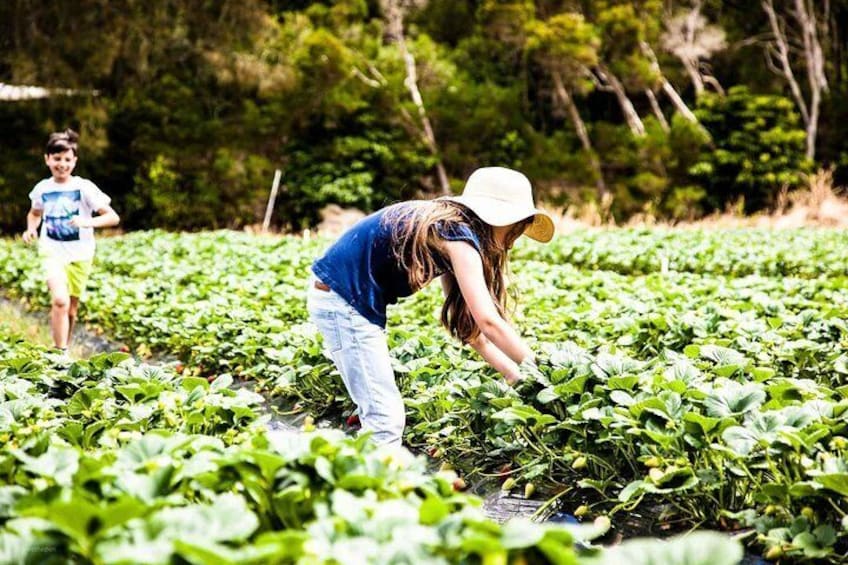 A person harvesting strawberries in a field with another person running in the background. 5