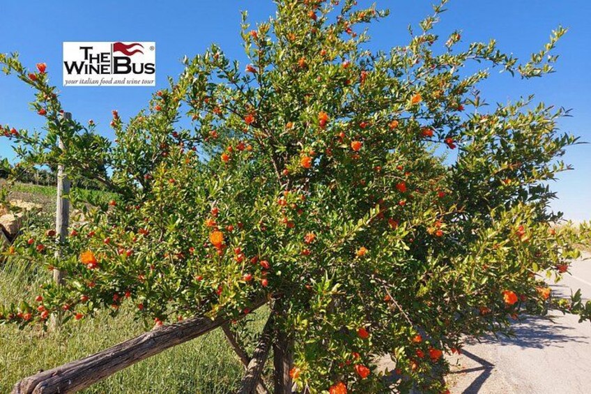 A tree with orange fruits, a clear blue sky, and a logo for 'The Wine Bus' in the top left corner. 1