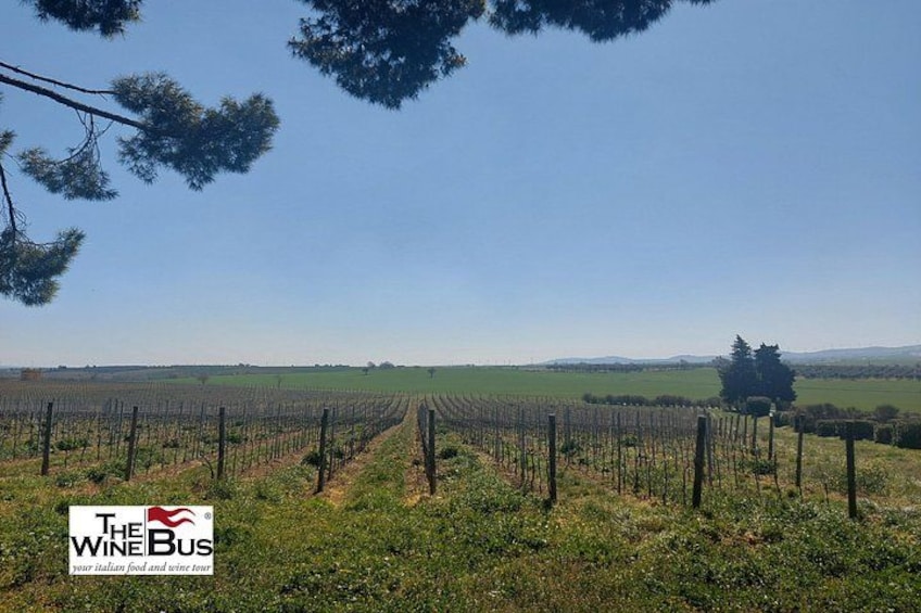 A vineyard with rows of grapevines under a clear sky. 2