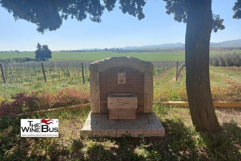 A vineyard with rows of grapevines, a stone structure, and a tree. 4
