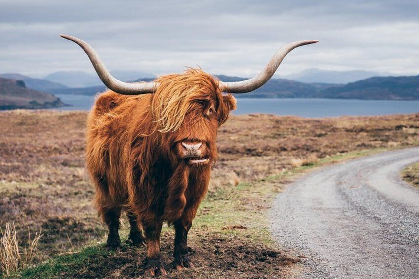 Highland Coos 3