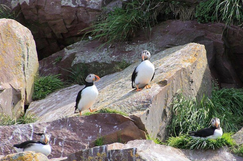 Puffins 1