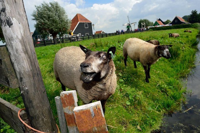 Cruise Terminal Amsterdam: Guided Tour Zaanse Schans and Cheese 3