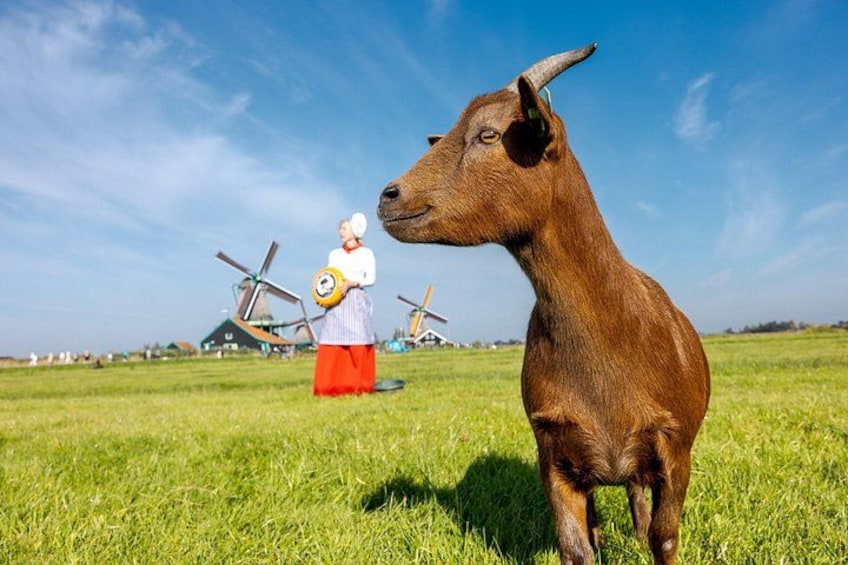 Guided Zaanse Schans, Windmills and Cheese Tour from Amsterdam 4