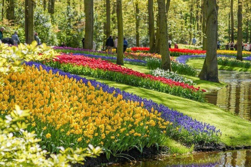 A tulip garden with rows of colorful flowers and a calm water body. 1