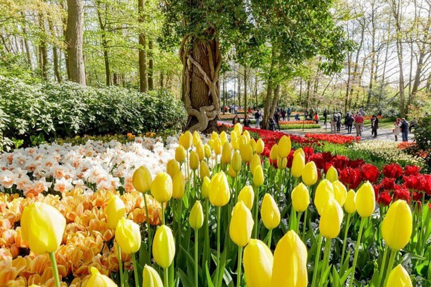 Un parc avec un jardin de tulipes, un grand arbre et des personnes qui se promènent à l’arrière-plan. 4